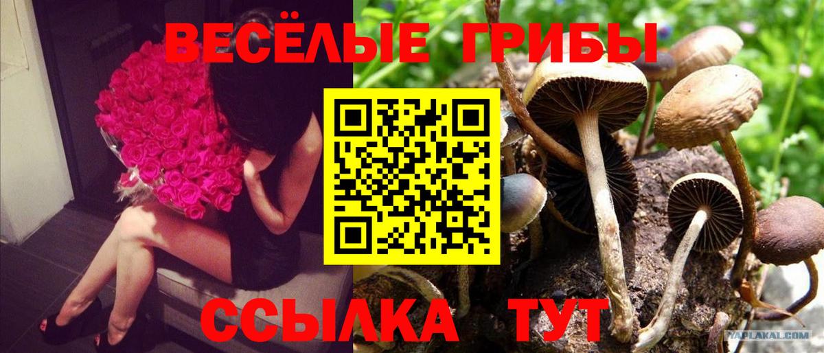 Галлюциногенные грибы Psilocybe Сланцы